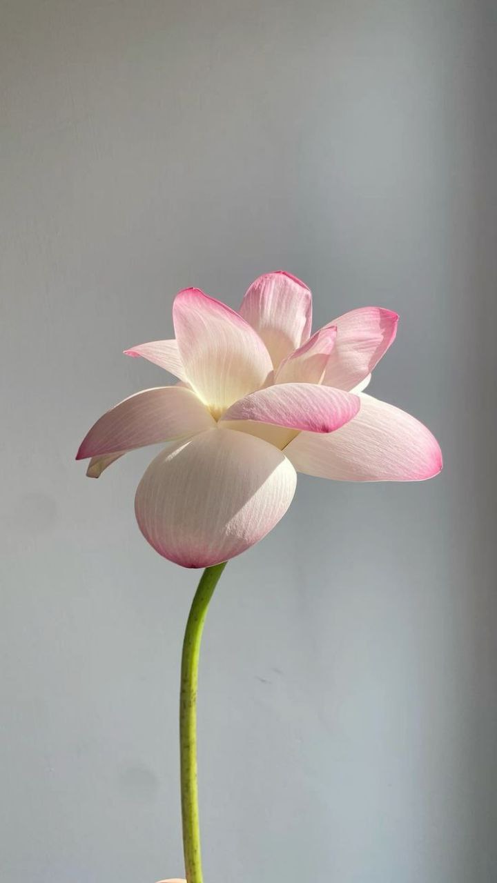 Faberlic Новинки Каталога Faberlic